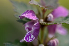 Lamium maculatum / Gefleckte Taubnessel / Lamiaceae / Lippenbltengewchse