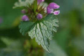 Lamium maculatum / Gefleckte Taubnessel / Lamiaceae / Lippenbltengewchse