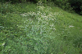 Laser trilobum / Rosskmmel / Apiaceae / Doldenbltengewchse