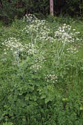 Laser trilobum / Rosskmmel / Apiaceae / Doldenbltengewchse