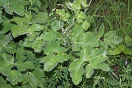 Laser trilobum / Rosskmmel / Apiaceae / Doldenbltengewchse