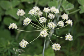 Laser trilobum / Rosskmmel / Apiaceae / Doldenbltengewchse