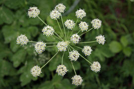 Laser trilobum / Rosskmmel / Apiaceae / Doldenbltengewchse