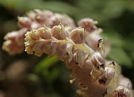 Lathraea squamaria / Gewhnliche Schuppenwurz / Sommerwurzgewchse (Orobanchaceae)