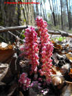 Lathraea squamaria / Gewhnliche Schuppenwurz / Sommerwurzgewchse (Orobanchaceae) - bei Zeitlofs / Sinntal; (c: Monika Finnegan-Reuss) Vielen Dank, dass ich das Foto verwenden darf!