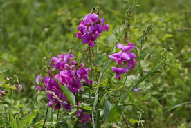 Lathyrus latifolius / Breitblttrige Platterbse / Fabaceae / Schmetterlingsbltengewchse