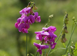 Lathyrus latifolius / Breitblttrige Platterbse / Fabaceae / Schmetterlingsbltengewchse