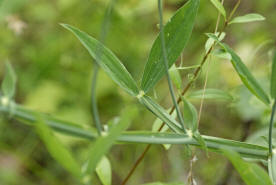 Lathyrus latifolius / Breitblttrige Platterbse / Fabaceae / Schmetterlingsbltengewchse