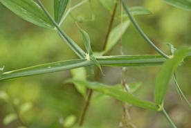 Lathyrus latifolius / Breitblttrige Platterbse / Fabaceae / Schmetterlingsbltengewchse