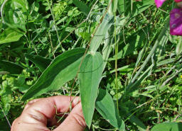 Lathyrus latifolius / Breitblttrige Platterbse / Fabaceae / Schmetterlingsbltengewchse