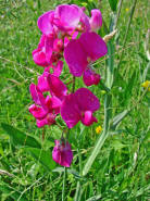 Lathyrus latifolius / Breitblttrige Platterbse / Fabaceae / Schmetterlingsbltengewchse