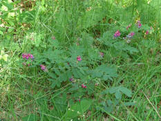 Lathyrus niger / Schwarze Platterbse / Habitus / Fabaceae / Schmetterlingsbltengewchse