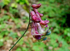 Lathyrus niger / Schwarze Platterbse / Blten / Fabaceae / Schmetterlingsbltengewchse