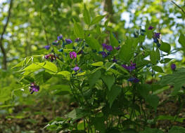 Lathyrus vernus / Frhlings-Platterbse / Fabaceae / Schmetterlingsbltengewchse