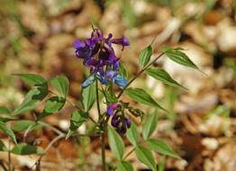 Lathyrus vernus / Frhlings-Platterbse / Fabaceae / Schmetterlingsbltengewchse