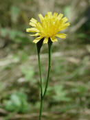 Leontodon autumnalis / Herbst-Lwenzahn / Asteraceae - Korbblter