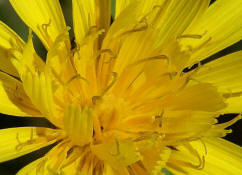 Leontodon autumnalis / Herbst-Lwenzahn / Asteraceae - Korbblter