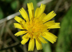 Leontodon autumnalis / Herbst-Lwenzahn / Asteraceae - Korbblter