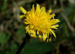 Leontodon hispidus / Rauer-Lwenzahn / Asteraceae / Korbbltengewchse