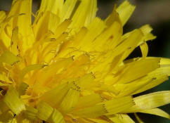 Leontodon hispidus / Rauer-Lwenzahn / Asteraceae / Korbbltengewchse