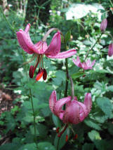 Lilium martagon / Trkenbund-Lilie / Liliaceae / Liliengewchse