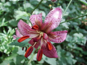 Lilium martagon / Trkenbund-Lilie / Liliaceae / Liliengewchse