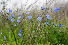 Linum perenne / Ausdauernder Lein / Linaceae / Leingewchse