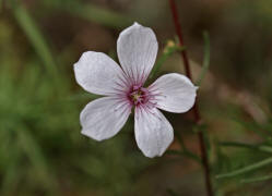 Linum tenuifolium / Schmalblttriger Lein / Linaceae / Leingewchse