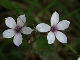 Linum tenuifolium / Schmalblttriger Lein / Linaceae / Leingewchse