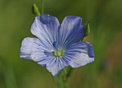 Linum usitatissimum / Saat-Lein / Gemeiner Lein / Linaceae / Leingewchse