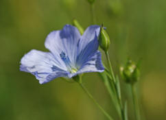 Linum usitatissimum / Saat-Lein / Gemeiner Lein / Linaceae / Leingewchse