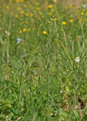 Linum usitatissimum / Saat-Lein / Gemeiner Lein / Linaceae / Leingewchse