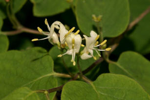 Lonicera xylosteum / Rote Heckenkirsche / Caprifoliaceae / Geiblattgewchse 