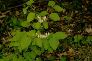 Lonicera xylosteum / Rote Heckenkirsche / Caprifoliaceae / Geiblattgewchse 