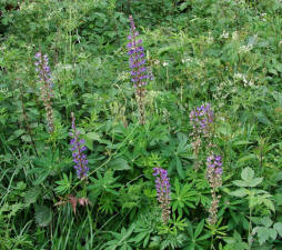 Lupinus polyphyllus / Vielblttrige Lupine / Fabaceae / Schmetterlingsbltengewchse