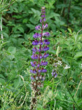 Lupinus polyphyllus / Vielblttrige Lupine / Fabaceae / Schmetterlingsbltengewchse