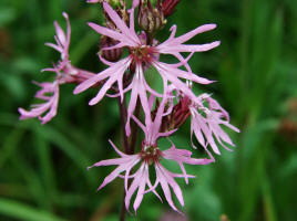 Lychnis flos-cuculi / Kuckucks - Lichtnelke / Caryophyllaceae / Nelkengewchse