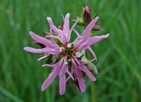 Lychnis flos-cuculi / Kuckucks - Lichtnelke / Caryophyllaceae / Nelkengewchse