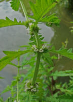 Lycopus europaeus ssp. europaeus / Ufer-Wolfstrapp / Lamiaceae / Lippenbltengewchse