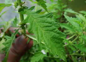 Lycopus europaeus ssp. europaeus / Ufer-Wolfstrapp / Lamiaceae / Lippenbltengewchse