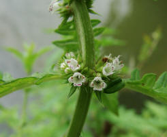 Lycopus europaeus ssp. europaeus / Ufer-Wolfstrapp / Lamiaceae / Lippenbltengewchse