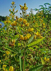 Lysimachia vulgaris / Gemeiner Gilbweiderich / Primulaceae / Primelgewchse