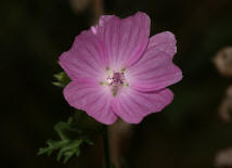 Malva moschata / Moschus-Malve / Malvaceae / Malvengewchse