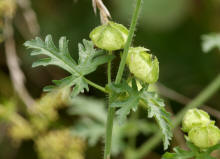 Malva moschata / Moschus-Malve / Malvaceae / Malvengewchse