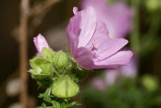 Malva moschata / Moschus-Malve / Malvaceae / Malvengewchse