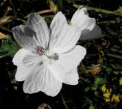 Malva moschata / Moschus-Malve / Malvaceae / Malvengewchse