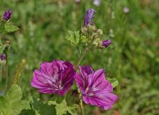 Malva sylvestris supsp. mauritiana / Mauretanische Malve / Malvaceae / Malvengewchse