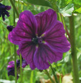 Malva sylvestris supsp. mauritiana / Mauretanische Malve / Malvaceae / Malvengewchse