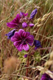 Malva sylvestris supsp. mauritiana / Mauretanische Malve / Malvaceae / Malvengewchse