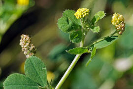 Medicago lupulina / Hopfen-Luzerne / Hopfen-Schneckenklee / Fabaceae / Schmetterlingsbltengewchse